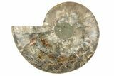 Cut & Polished Ammonite Fossil (Half) - Madagascar #208662-1
